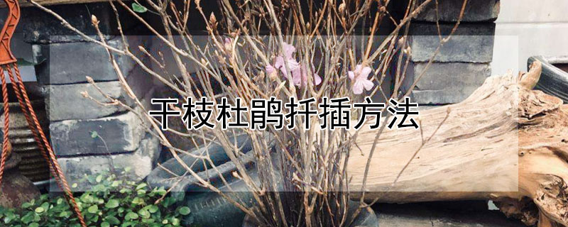 干枝杜鹃扦插方法（杜鹃扦插育苗的方法）