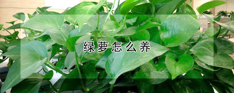 绿萝怎么养 绿萝怎么养才能更旺盛