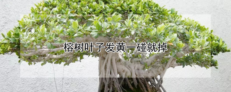 榕树叶子发黄一碰就掉(榕树掉叶黄叶)