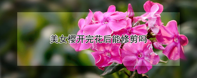 美女樱开完花后能修剪吗(美女樱开花后需要修剪吗)