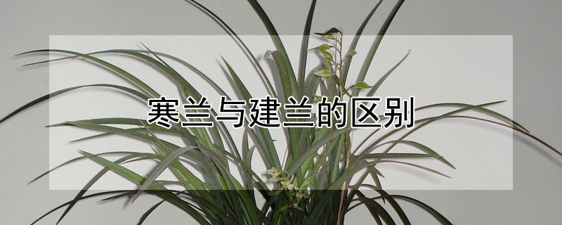 寒兰与建兰的区别 寒兰和建兰的区别