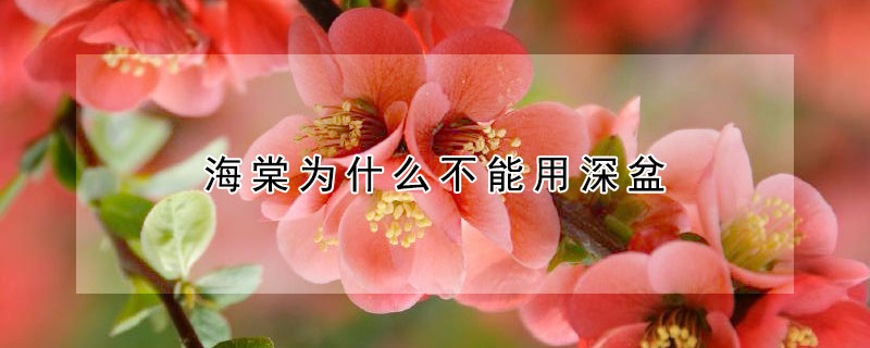 海棠为什么不能用深盆（海棠花应该用深盆还是浅盆）