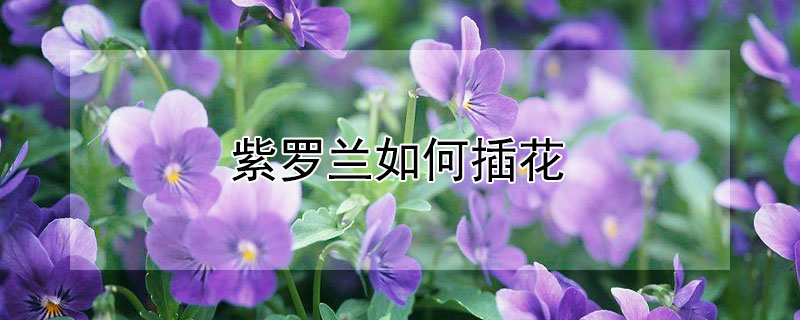 紫罗兰如何插花（紫罗兰花怎样扦插）