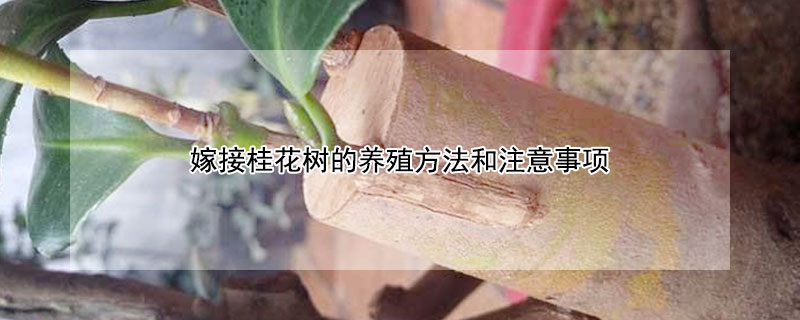嫁接桂花树的养殖方法和注意事项 桂花怎么嫁接什么树可以嫁接