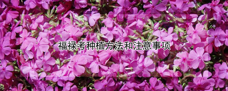 福禄考种植方法和注意事项 福禄考的种植方法