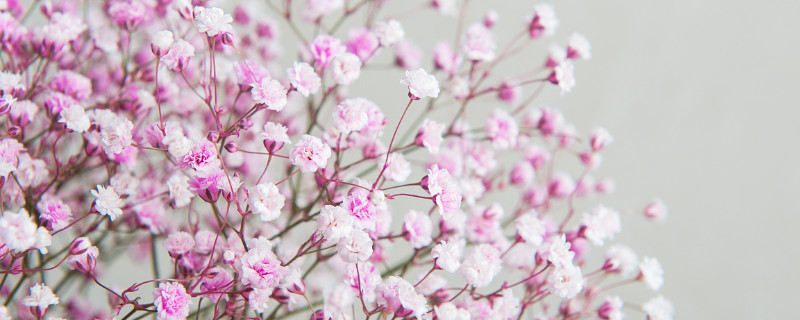 粉色满天星代表什么意思（粉色满天星的意思）