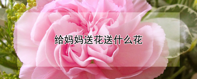 给妈妈送花送什么花（给妈妈送花送什么花比较有意义）