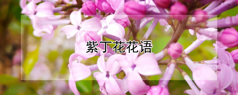 紫丁花花语 紫色丁香花语是什么