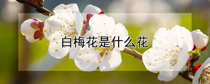 白梅花是什么花（白梅花是什么花?）