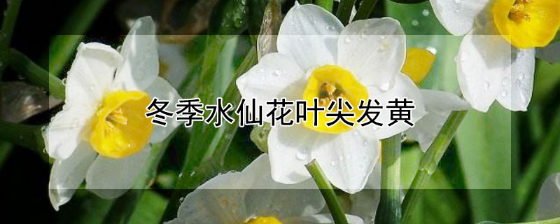 冬季水仙花叶尖发黄 水仙花花叶黄