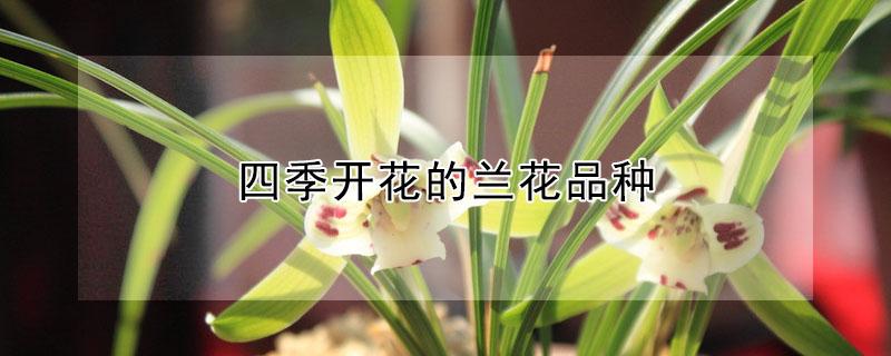 四季开花的兰花品种 一年四季都开花的兰花品种