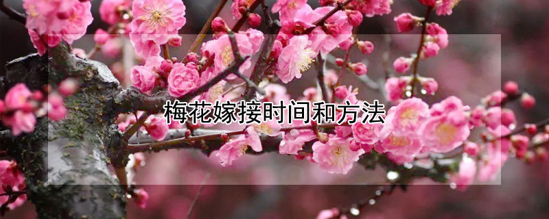 梅花嫁接时间和方法（梅花嫁接时间和方法及管理）