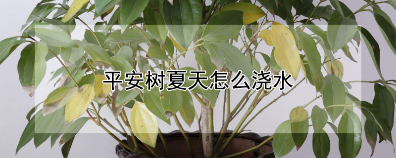 平安树夏天怎么浇水(平安树夏天多久浇一次水)