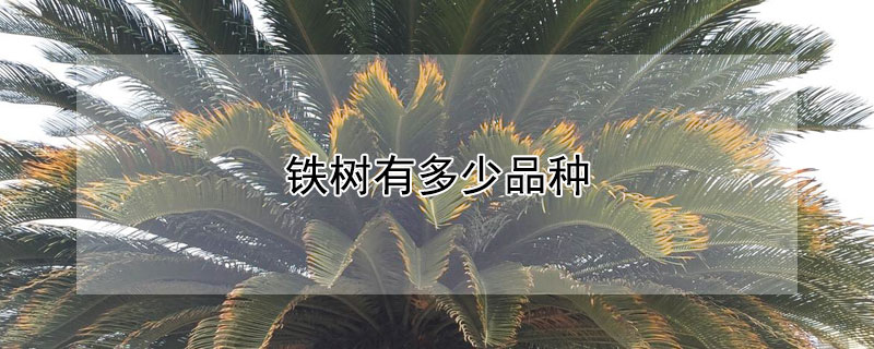 铁树有多少品种 铁树名贵品种
