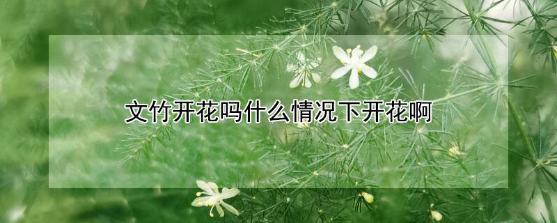 文竹开花吗什么情况下开花啊 文竹怎么会开花呢