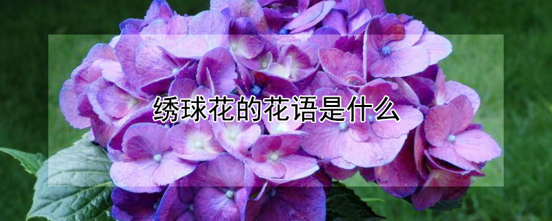 绣球花的花语是什么（绣球花的花语是什么?）