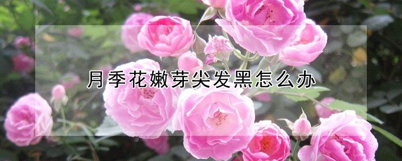 月季花嫩芽尖发黑怎么办(月季花嫩芽发黑是怎么回事?)