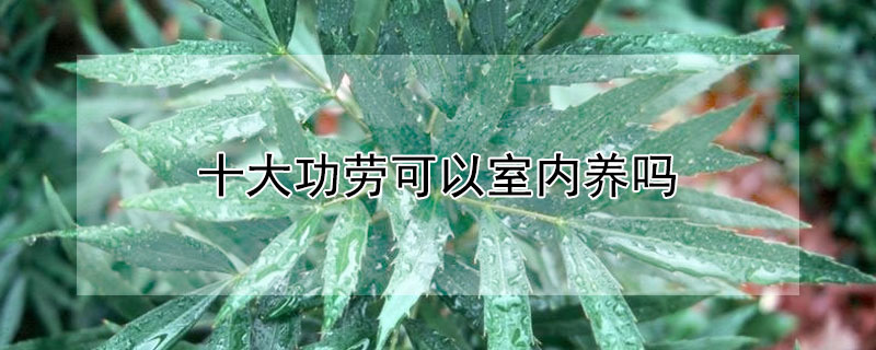 十大功劳可以室内养吗（十大功劳适合室内种植吗）