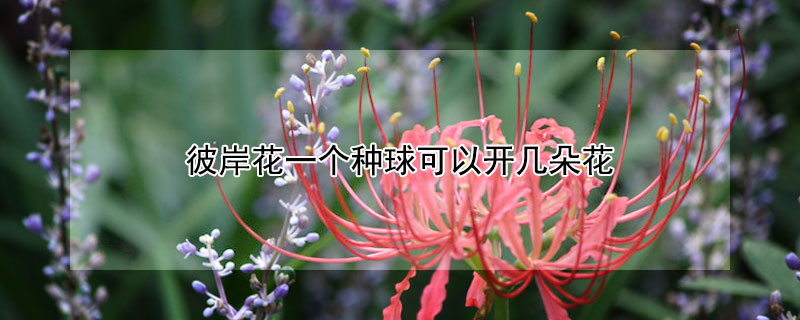 彼岸花一个种球可以开几朵花 一个彼岸花种球开多少花