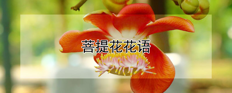 菩提花花语（菩提树花花语）