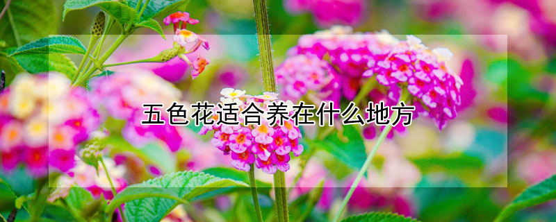 五色花适合养在什么地方(五色花怎么养)