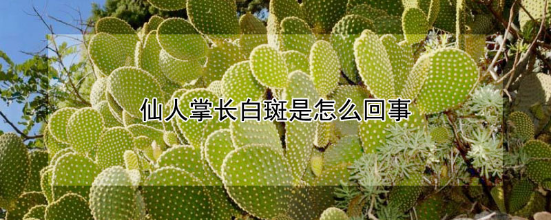 仙人掌长白斑是怎么回事 仙人掌叶片有白斑怎么办