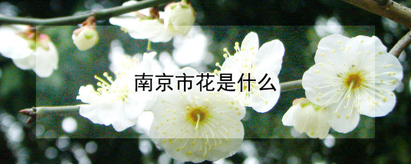 南京市花是什么 南京市花是什么花,象征什么