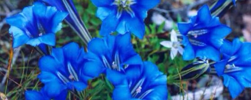 龙胆花花语(龙胆花花语 紫色)