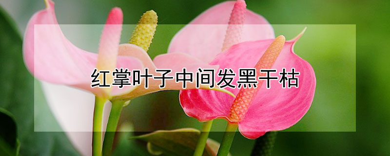 红掌叶子中间发黑干枯（红掌叶子中间发黑干枯是什么原因）