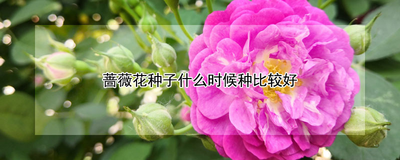 蔷薇花种子什么时候种比较好 蔷薇花什么时候栽种合适