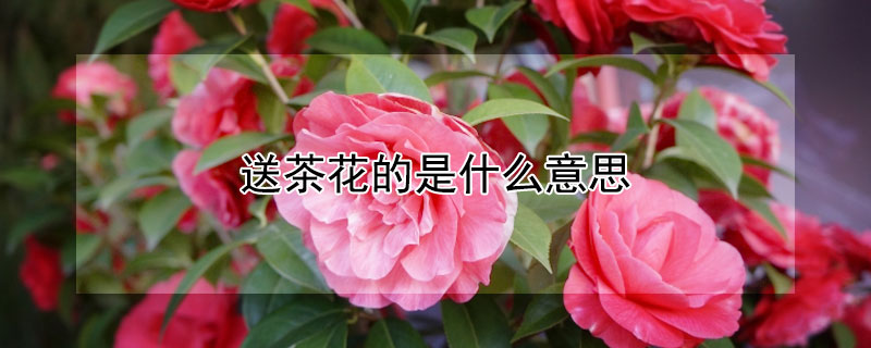 送茶花的是什么意思 茶花送给什么人