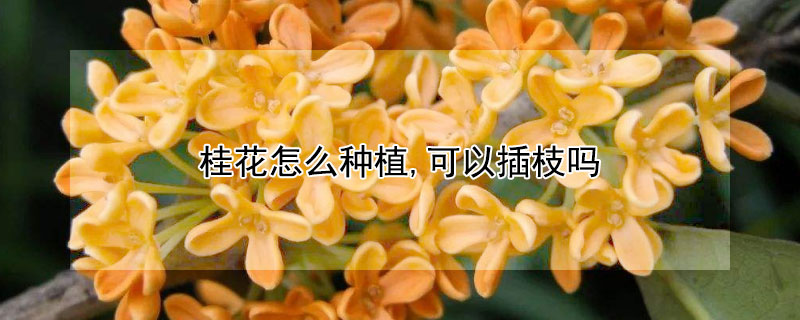 桂花怎么种植,可以插枝吗（桂花可以直接插枝吗）