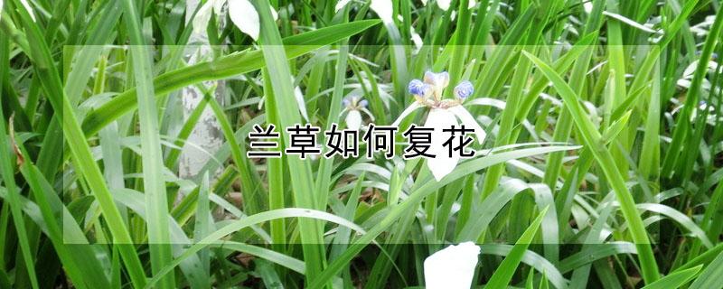 兰草如何复花（兰草开完花怎么处理）