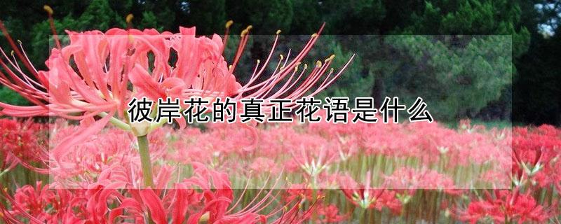 彼岸花的真正花语是什么（红色彼岸花的真正花语是什么）