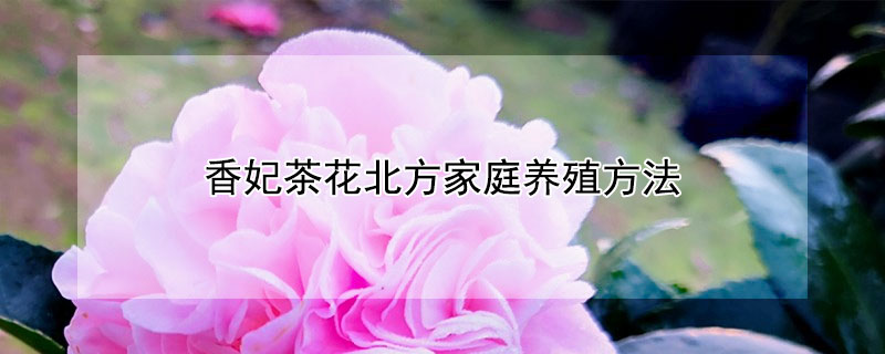 香妃茶花北方家庭养殖方法（北方怎样养好香妃茶花）