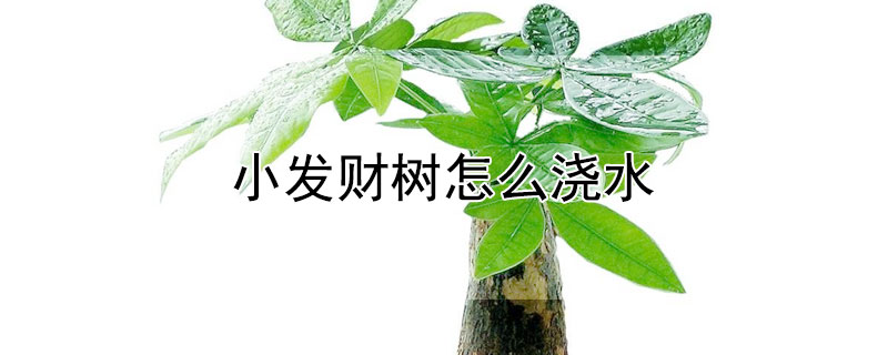小发财树怎么浇水（小发财树怎么浇水方法）