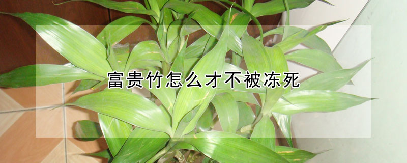 富贵竹怎么才不被冻死（富贵竹上冻了怎么办）