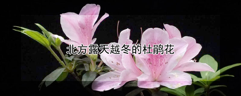 北方露天越冬的杜鹃花（高山杜鹃在北方能过冬吗）