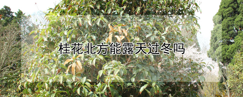 桂花北方能露天过冬吗(桂花室外能越冬吗)