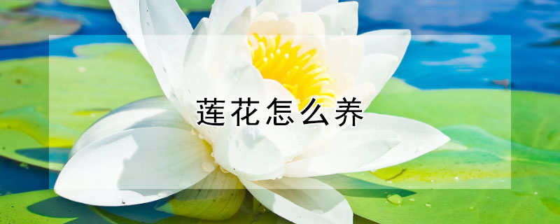 莲花怎么养（旱金莲花怎么养）