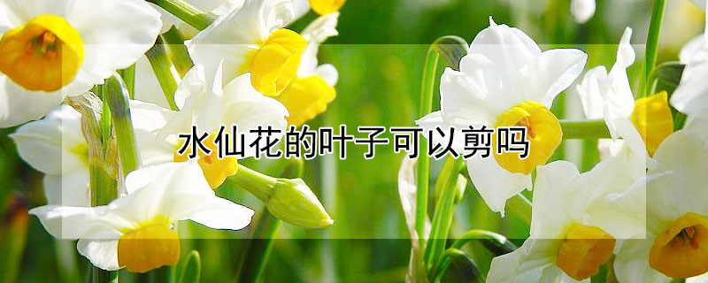 水仙花的叶子可以剪吗 水仙花的叶子可以剪吗太多了往下拆