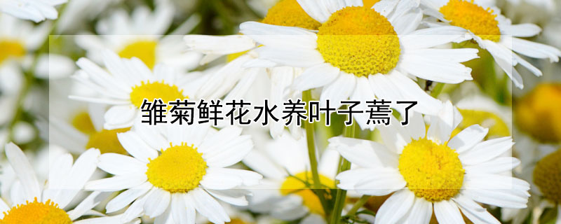 雏菊鲜花水养叶子蔫了 雏菊花叶子蔫了怎么办