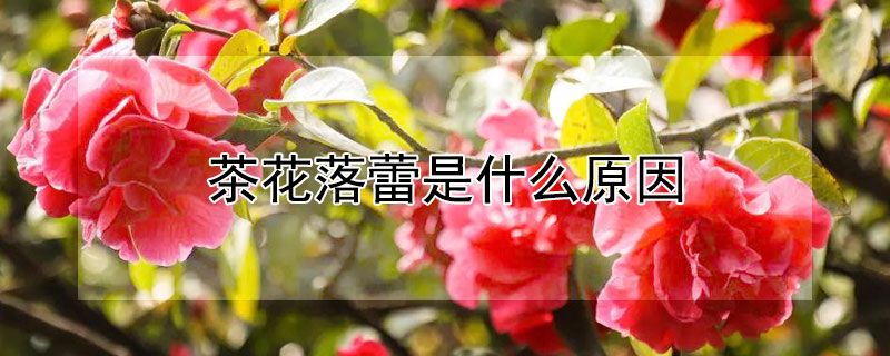 茶花落蕾是什么原因 茶花落蕾是怎么回事