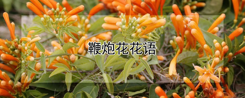 鞭炮花花语 鞭炮花的花语是什么?