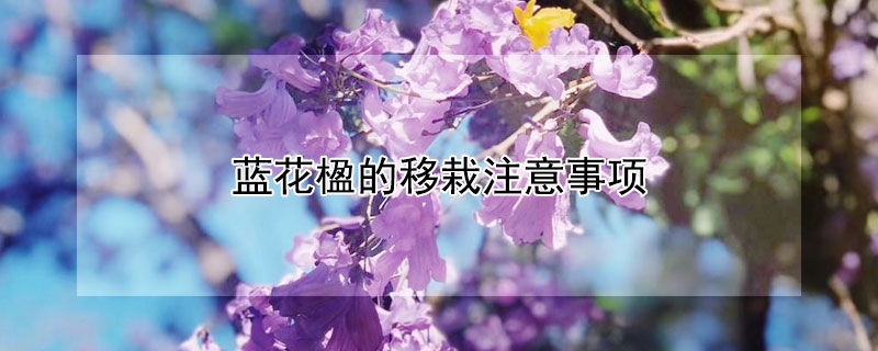 蓝花楹的移栽注意事项 蓝花楹移植注意事项