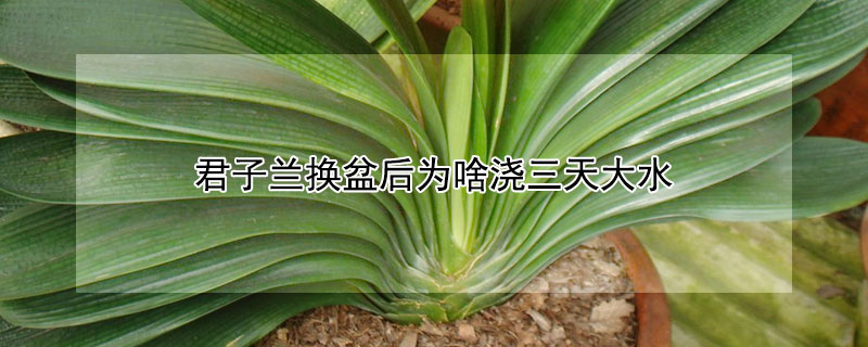 君子兰换盆后为啥浇三天大水 君子兰换盆用浇三次大水吗
