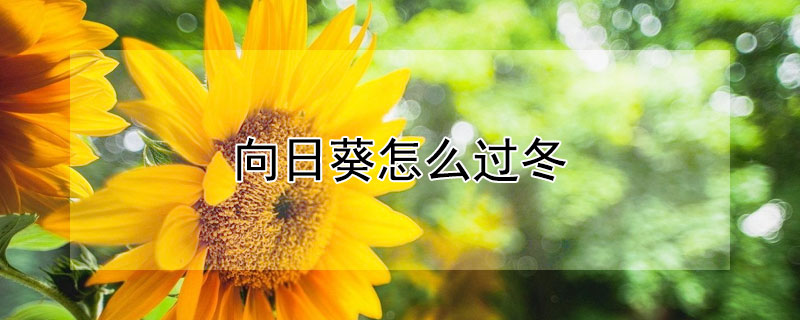 向日葵怎么过冬（向日葵怎么过冬天）