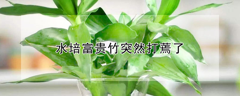 水培富贵竹突然打蔫了 水培富贵竹叶子蔫了什么原因