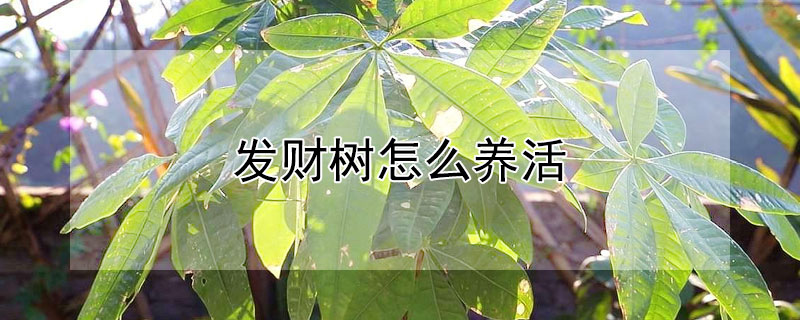 发财树怎么养活（发财树怎么养活它）