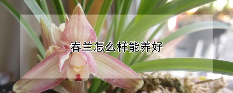 春兰怎么样能养好（春兰容易养吗）